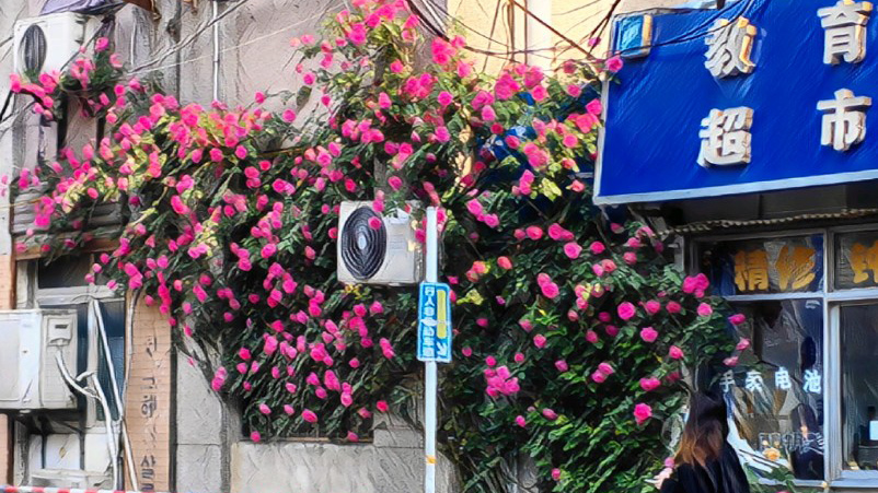 蔷薇花墙